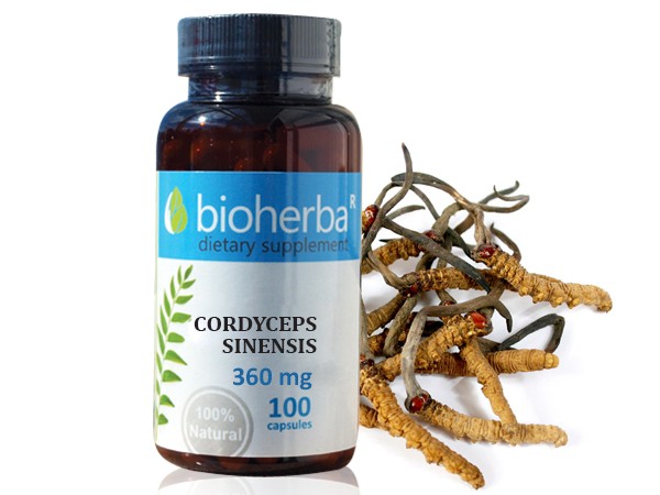 Bioherba / Биохерба Кордицепс 360мг. 100капс.