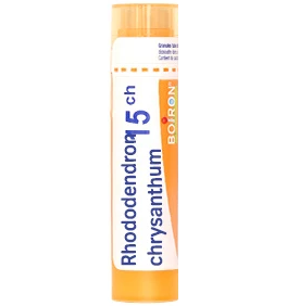 Rhododendron Chrysanthum 15 CH