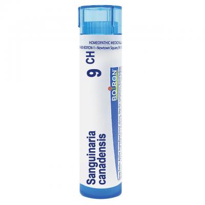 Sanguinaria Canadensis 9 CH