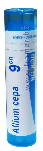 Allium сера 9 ch