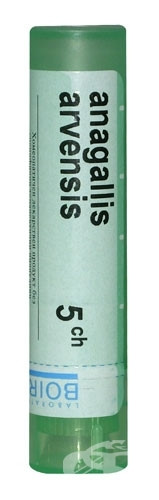 Anagallis arvensis 5 ch