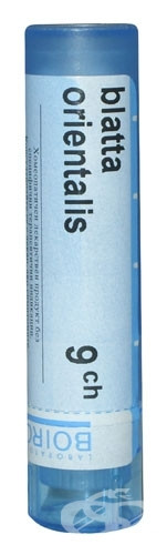 Blatta orientalis 9ch