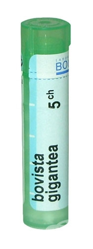 Bovista gigantea 5ch