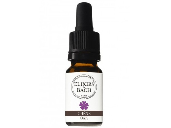 Quercus robur / летен дъб /