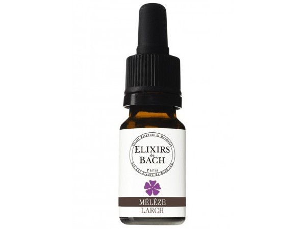 Larix decidua / лиственица /