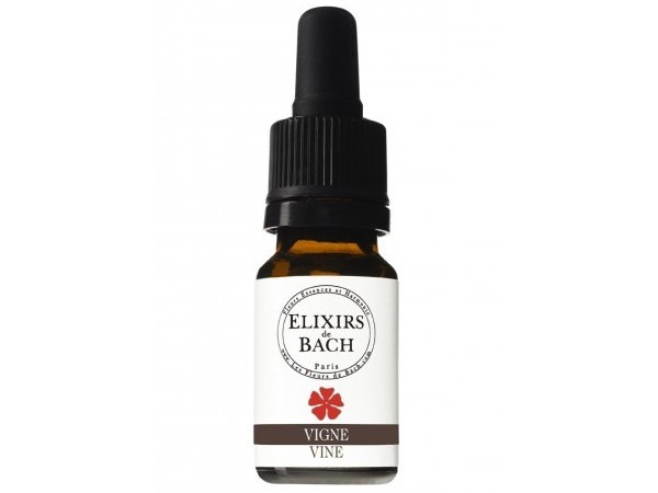 Vitis vinifera / Лоза /