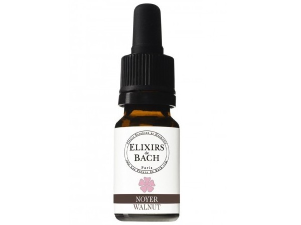 Juglans regia / Орех /