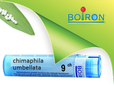 Chimaphila umbellata 9 ch