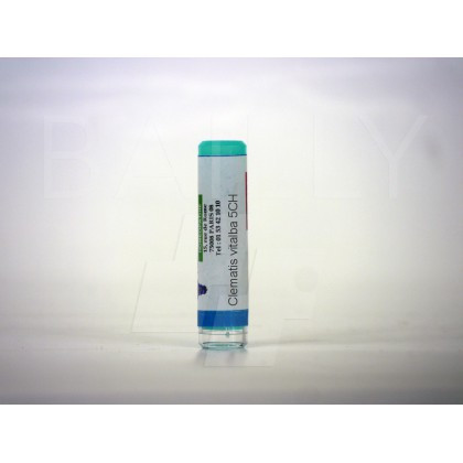 Clematis vitalba 5ch