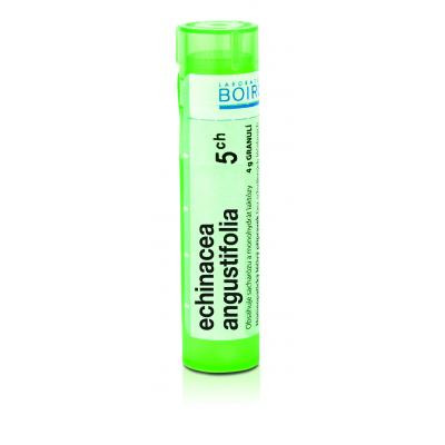 Echinacea angustifolia 5ch