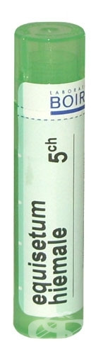 Equisetum hiemale 5ch