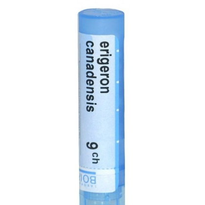 Erigeron canadensis 9ch