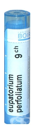 Eupatorium perfoliatum 9ch