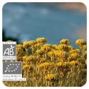 Pranarom Етерично масло от безсмъртниче 5 мл