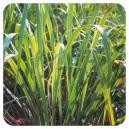 Pranarom етерично масло от цитронела ява 10 мл