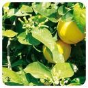 Pranarom Етерично масло от Бергамот Био (кора) 10 мл