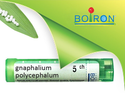 Gnaphalium polycephalum 5ch