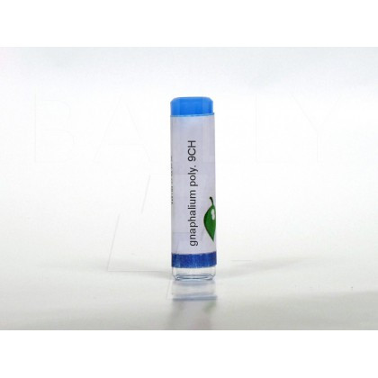 Gnaphalium polycephalum 9ch