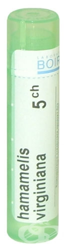 Hamamelis verginiana 5ch