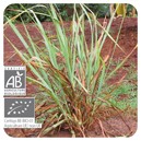 Pranarom Етерично масло от лимонена трева -citronelle de madagascar /