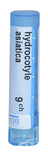 Hydrocotyle asiatica 9ch