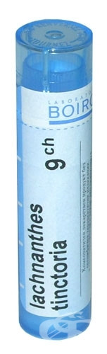 Lachnanthes tinctoria 9ch