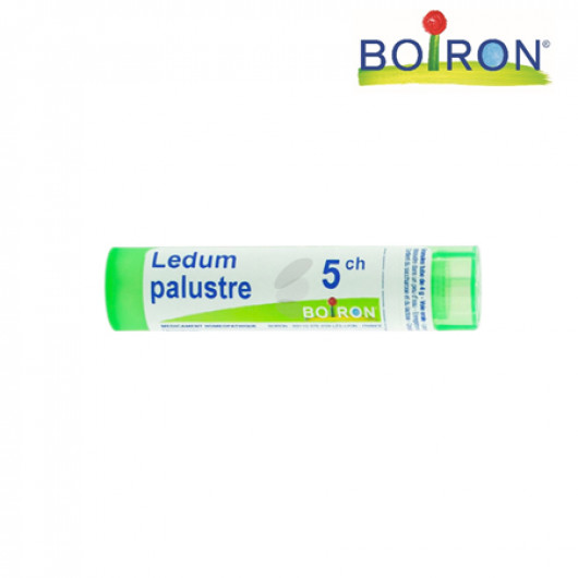 Ledum palustre 5ch