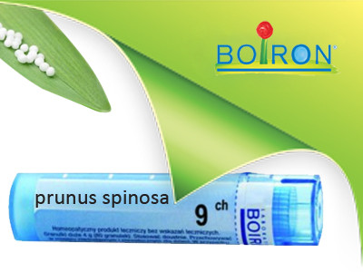 Prunus spinosa 9ch