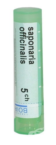 Saponaria officinalis 5ch