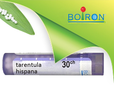 Tarentula hispana ch 30