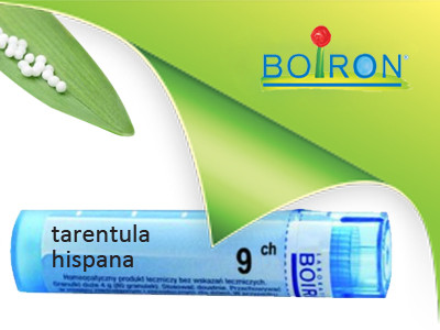 Tarentula hispana ch 9