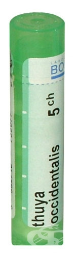 Thuya occidentalis ch 5