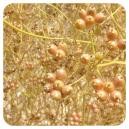 Pranarom Етерично масло-Кориандър 10мл